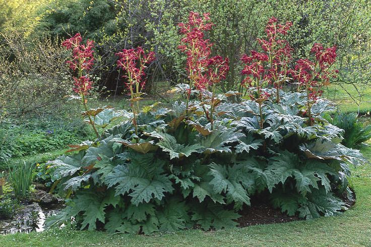 Rheum palmatum